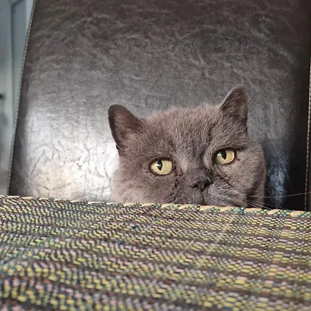 Schoenste Lage Am Rhein In Unmittelbarer Stadtnaehe, *