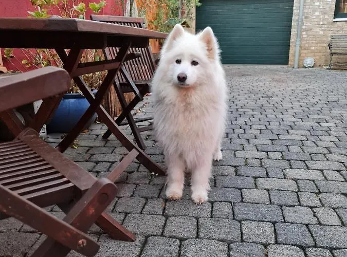 Schoenste Lage Am Rhein In Unmittelbarer Stadtnaehe, Bed & Breakfast Köln