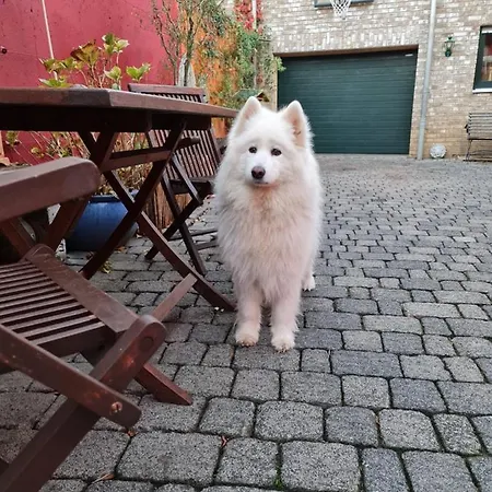 Schoenste Lage Am Rhein In Unmittelbarer Stadtnaehe, Bed & Breakfast Colonia