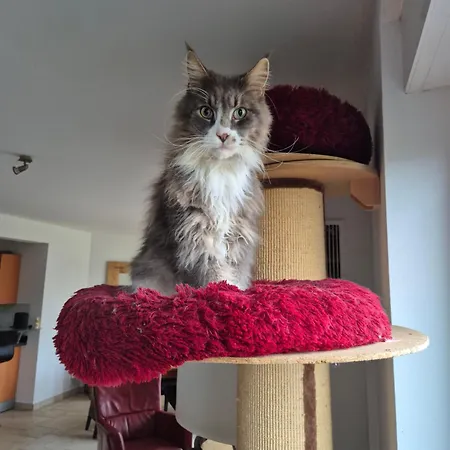 Nocleg ze śniadaniem Schoenste Lage Am Rhein In Unmittelbarer Stadtnaehe, Kolonia