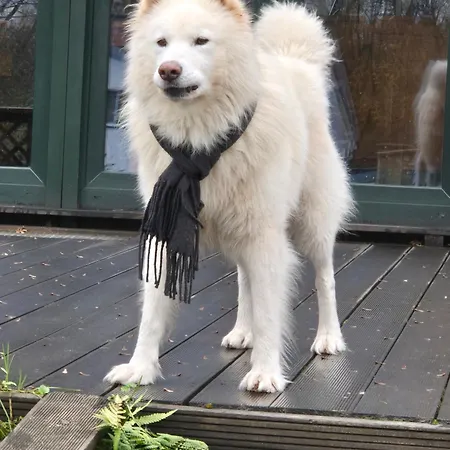 Schoenste Lage Am Rhein In Unmittelbarer Stadtnaehe, *