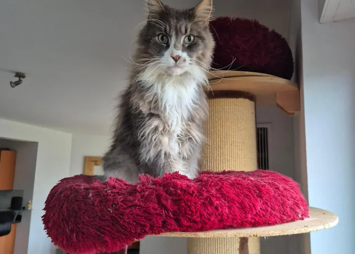 לינה וארוחת בוקר Schoenste Lage Am Rhein In Unmittelbarer Stadtnaehe, קלן