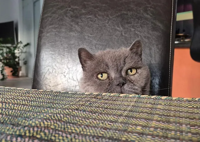 Schoenste Lage Am Rhein In Unmittelbarer Stadtnaehe, *