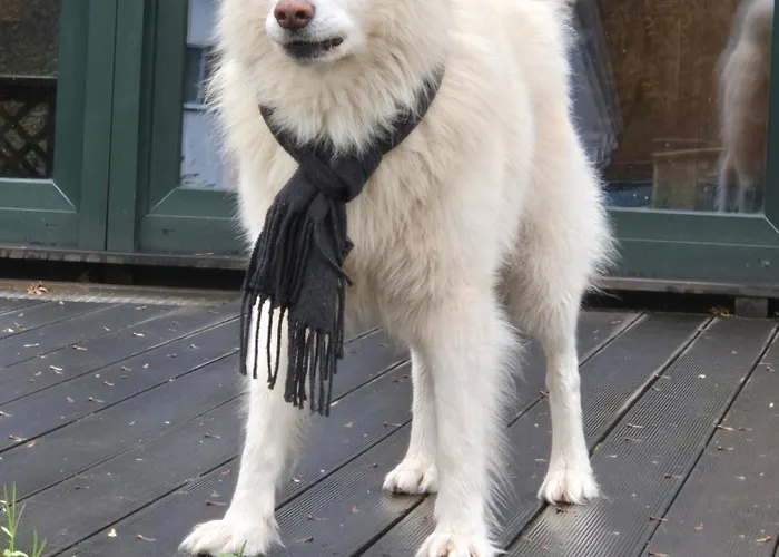 Schoenste Lage Am Rhein In Unmittelbarer Stadtnaehe, *